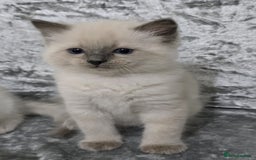 Ragdoll cats for sale: STUNNING RAGDOLL MALE KITTENS - Image 12