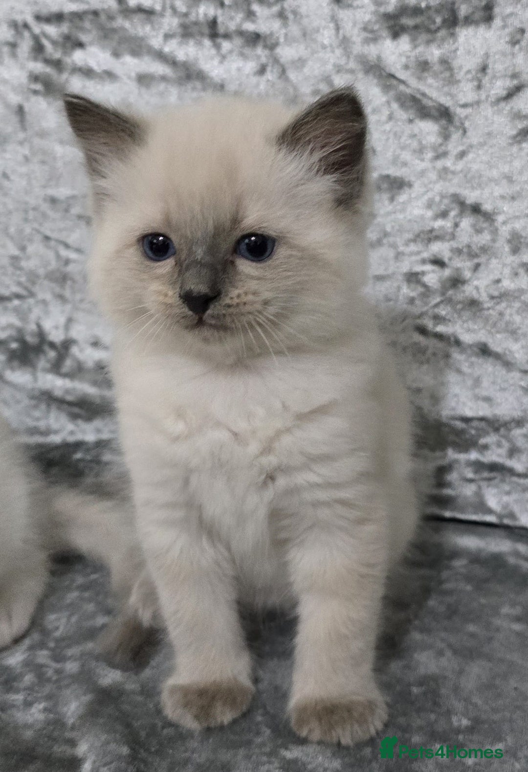Ragdoll cats for sale: STUNNING RAGDOLL MALE KITTENS - Image 12