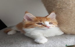 Maine Coon cats for sale: TICA Registered Red Tabby & White Maine Coon Boy - Image 3