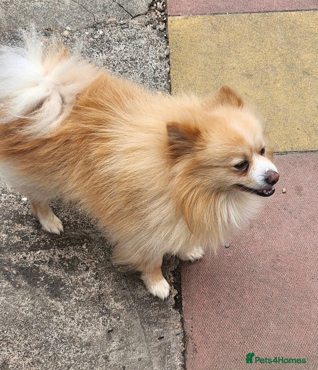 Pomeranian dogs Pomeranian puppies - Advert 17