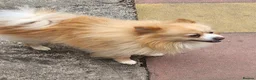 Pomeranian dogs for sale: Pomeranian puppies in Houghton le Spring - Advert 4