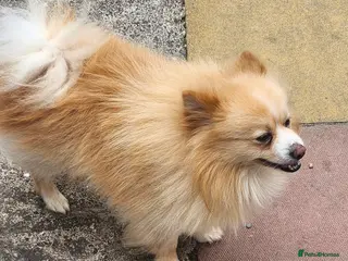 Pomeranian dogs Pomeranian puppies - Advert 17
