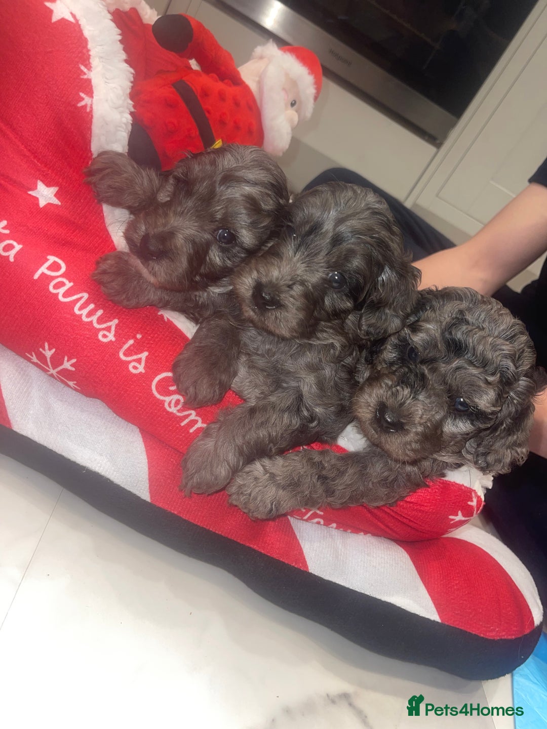Cockapoo dogs for sale: Cockerpoo FB1 ready to leave  **  Eve  - Advert 4