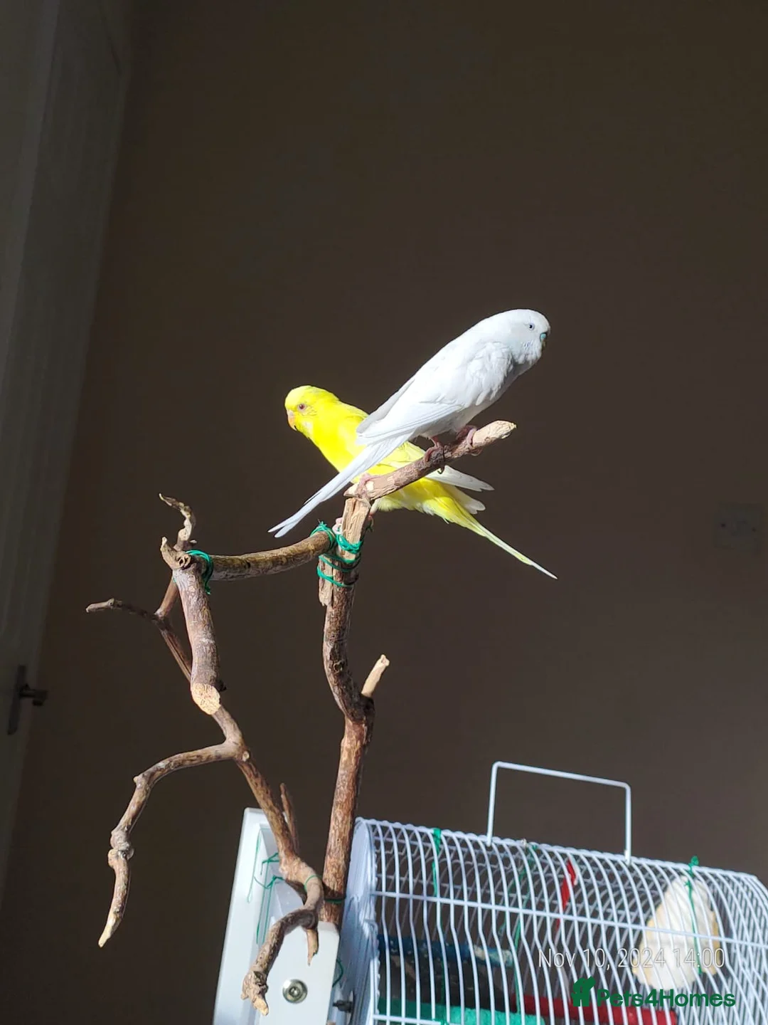 Budgerigars birds for sale: Budgies pair in Wrexham - Advert 1