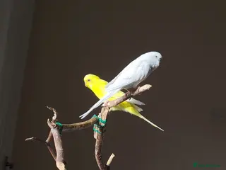 Budgerigars birds Budgies pair - Advert 5