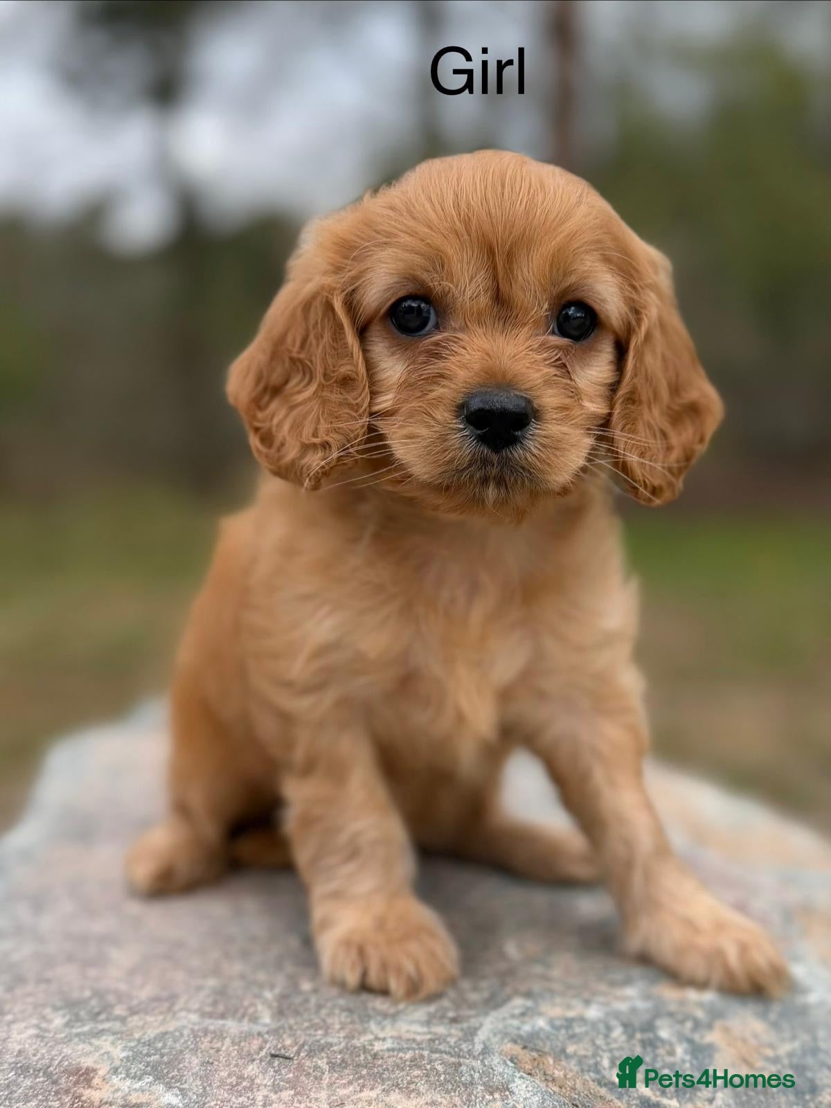 Cavapoo dogs Cavapoo, Ready 18th April - Advert 6