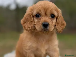 Cavapoo dogs Cavapoo, Ready 18th April - Advert 6