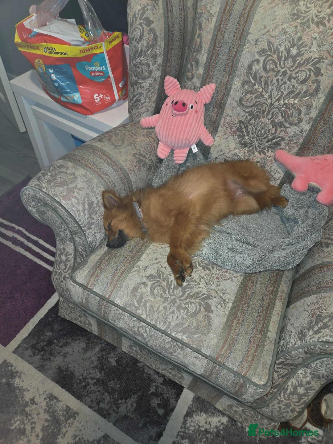 German Spitz dogs for sale: Female German Spitz  - Advert 2
