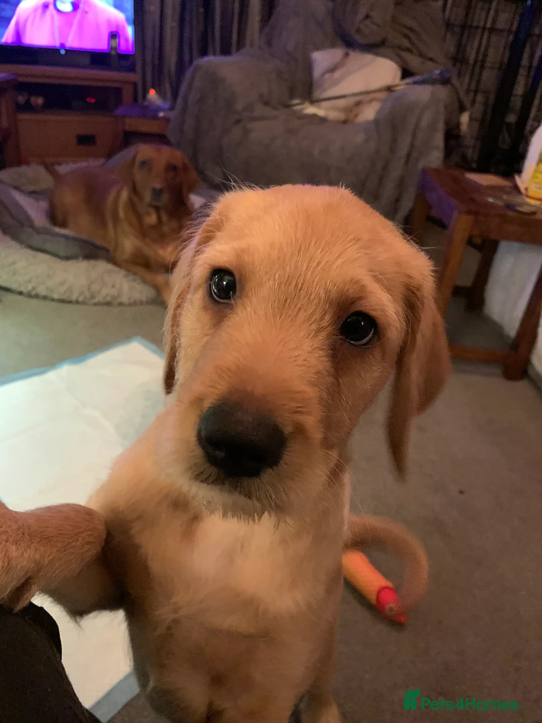 Labradoodle dogs for sale: Family labradoodle looking for a family home  - Advert 3