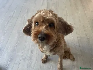 Cavapoo dogs Friendly Rex - Advert 2