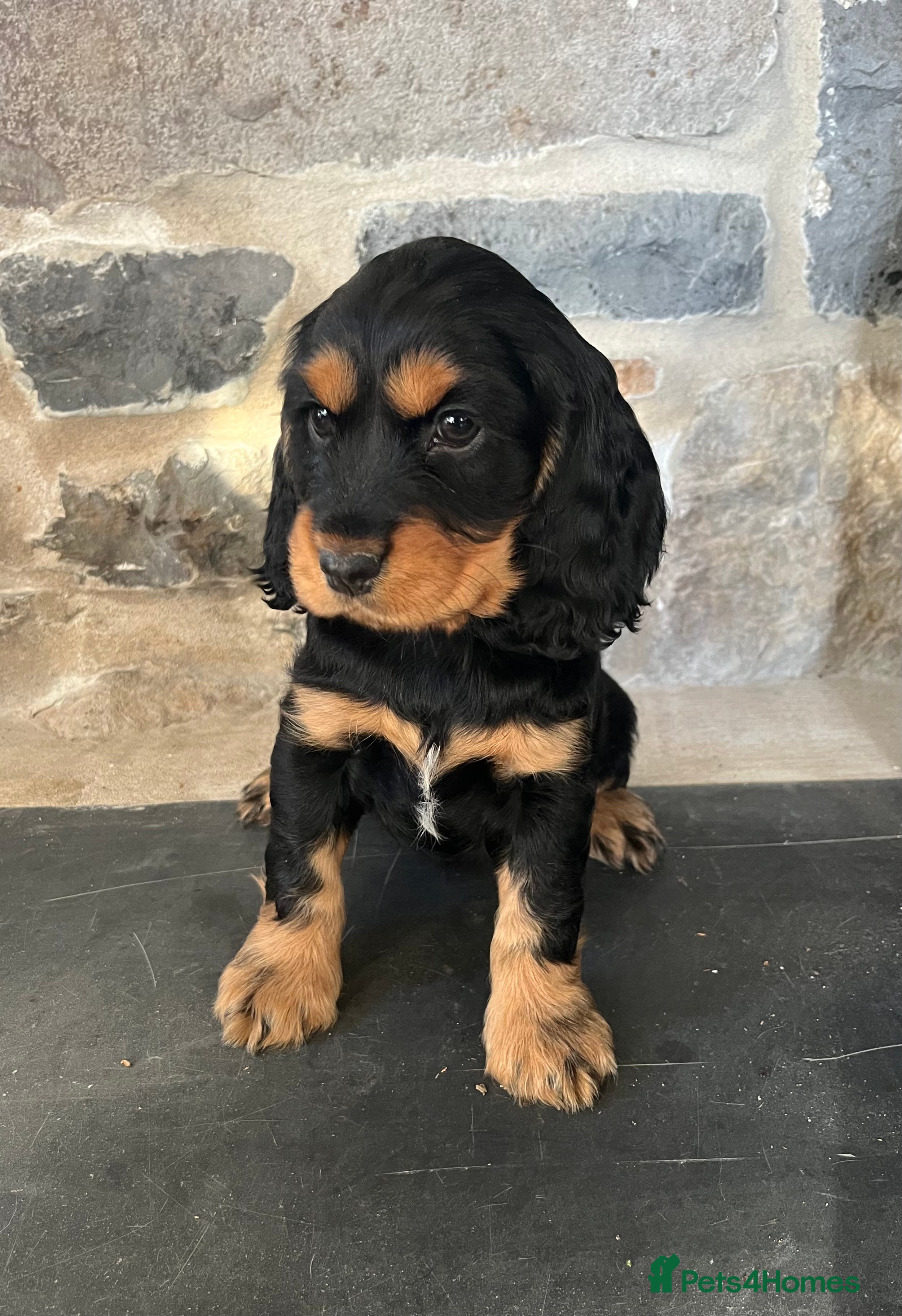 Cocker Spaniel dogs KC Registered Show Type Cocker Spaniels - Advert 10