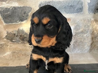 Cocker Spaniel dogs KC Registered Show Type Cocker Spaniels - Advert 6