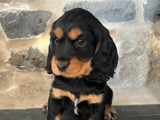 Cocker Spaniel dogs KC Registered Show Type Cocker Spaniels - Advert 6