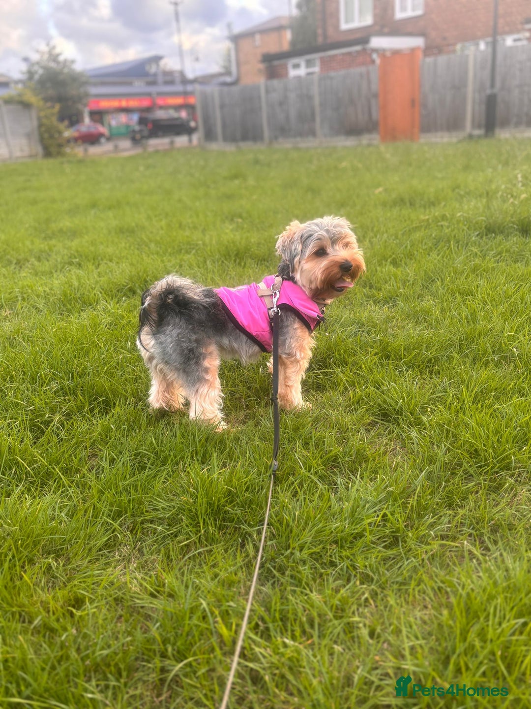 Yorkshire Terrier dogs for sale: Pedigree Yorkshire Terrier - Advert 30