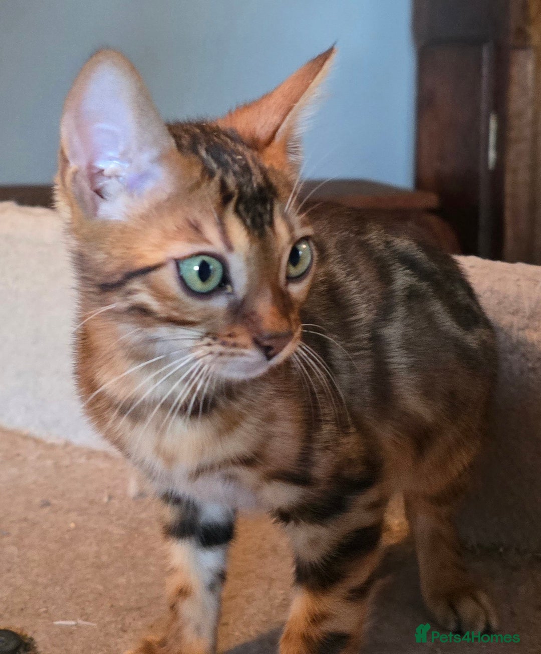 Bengal cats for sale: Registered Pure Bengal Babies Browns and Blues  - Image 5