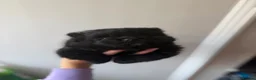 Pomeranian dogs for sale: Full black boy pomeranian  in Banstead - Advert 9