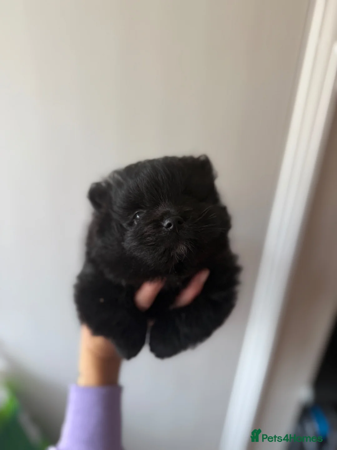 Pomeranian dogs for sale: Full black boy pomeranian  in Banstead - Advert 9