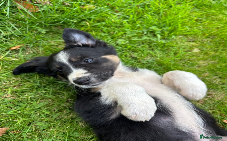 Border Collie dogs - Advert 4