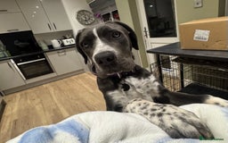 Cane Corso dogs for sale: Cassie the cane corso - Image 4