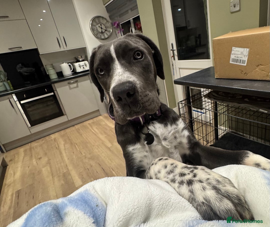 Cane Corso dogs for sale: Cassie the cane corso - Image 4