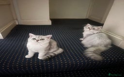 British Shorthair cats for sale: Two beautiful British Shorthair Kittens  - Image 1