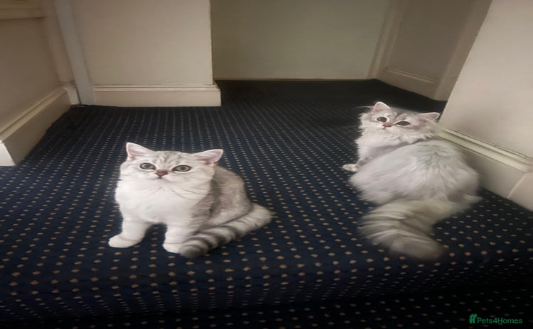British Shorthair cats - Advert 3