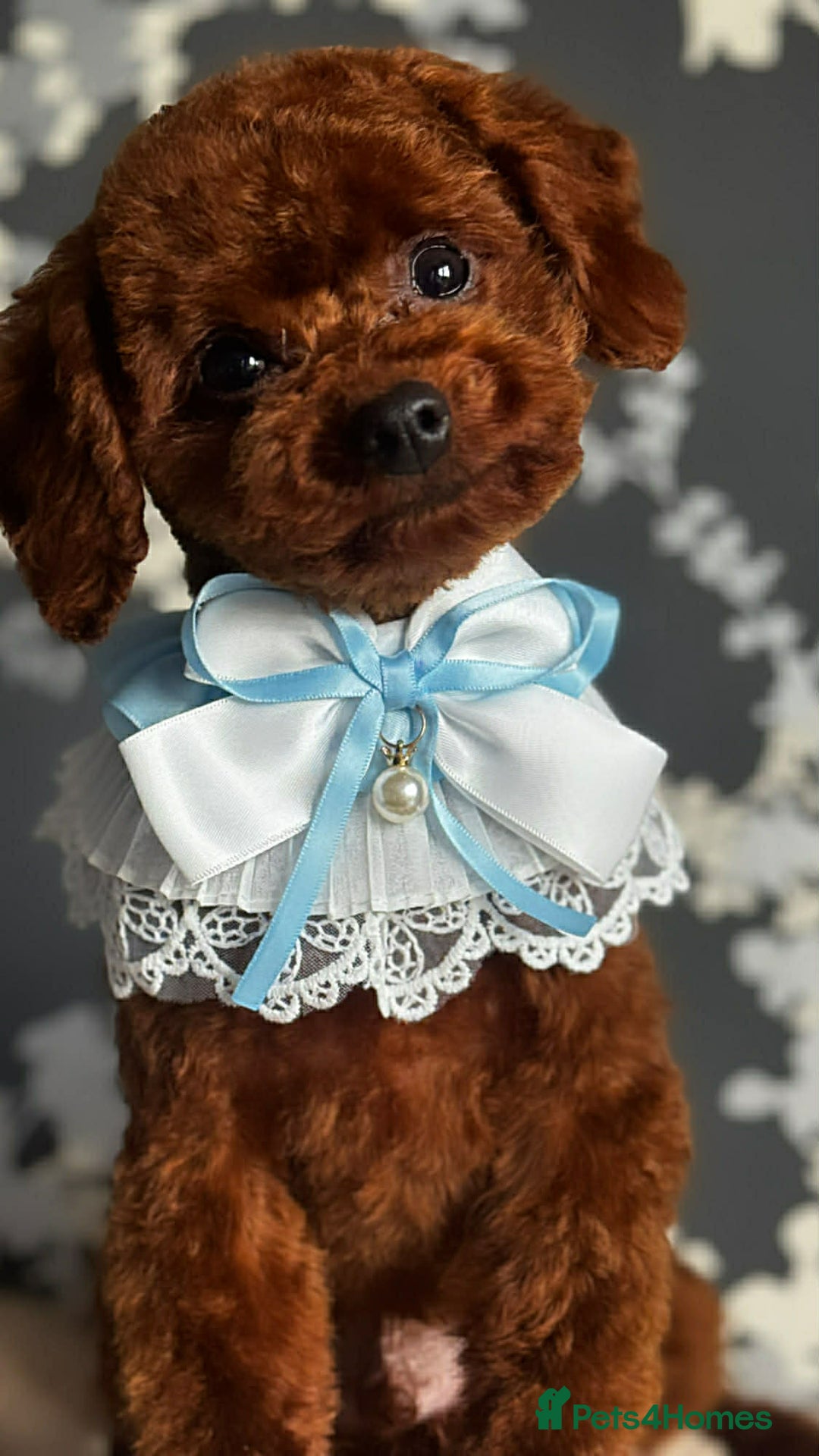 Toy Poodle dogs for sale: Beautiful Asian Toy Poodle - Advert 5