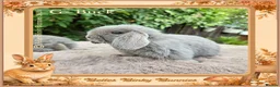 Mini Lop rabbits for sale: 🌻Beautiful Baby Mini Lops 🌻 Ready 5th & 11th Sep - Advert 9
