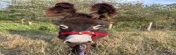 Donkey livestock for sale: Choco the Baby donkey  - Advert 2