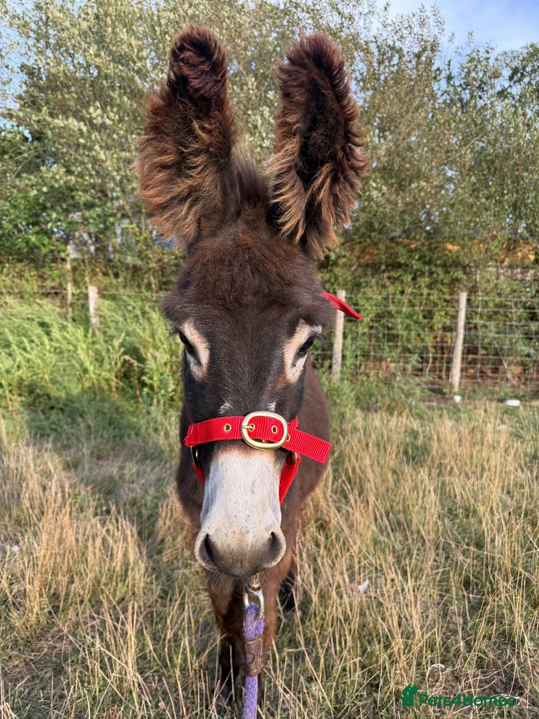 Donkey livestock for sale: Choco the Baby donkey  - Advert 2