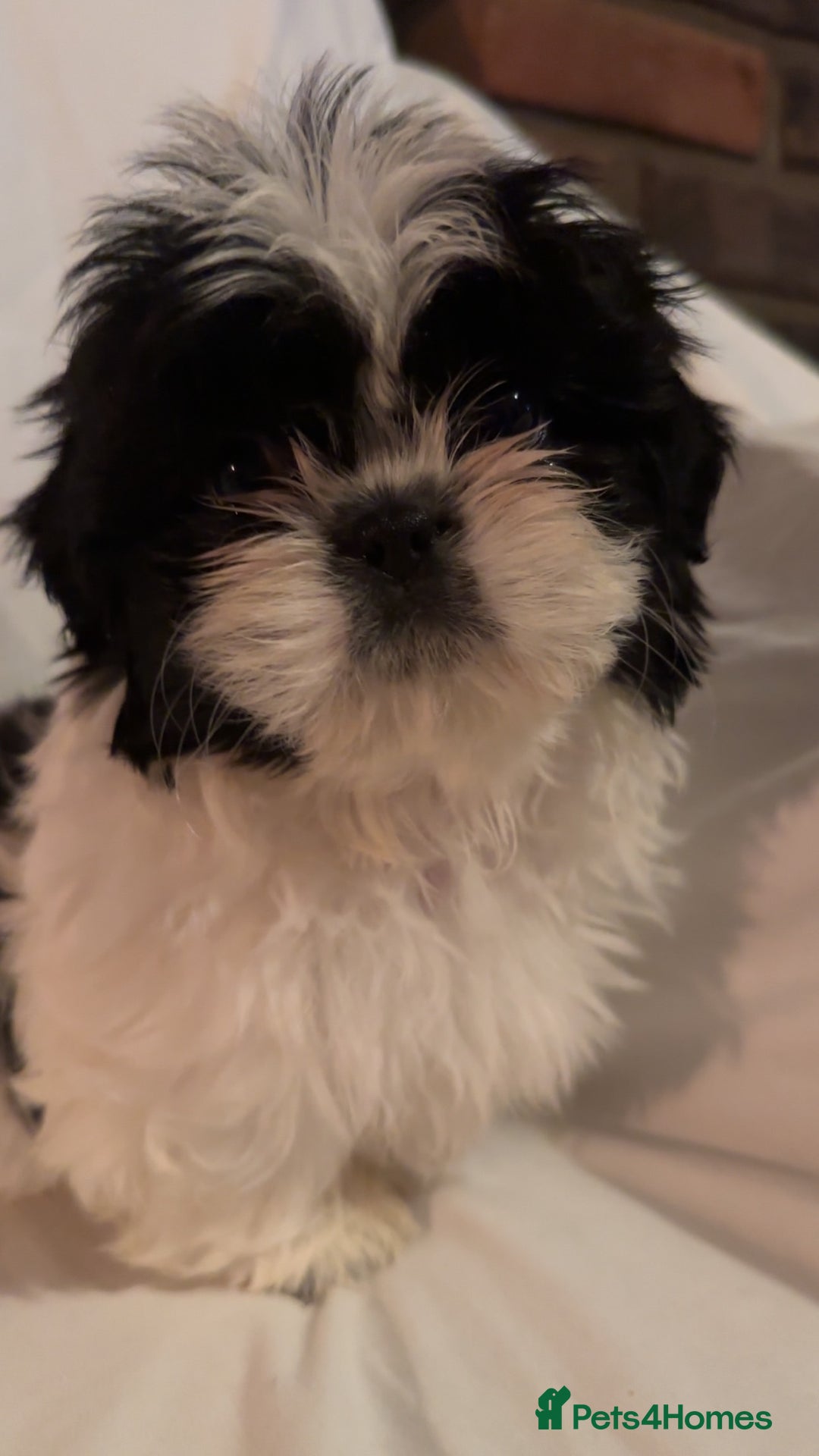 Shih Tzu dogs for sale: Shih Tzu Puppy’s  - Advert 1