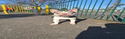 French Bulldog dogs for stud: PABLO-SAINT available for stud in Wolverhampton - Advert 5