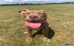 Mixed Breed dogs for sale: 8 month old pup for rehome.  - Image 4
