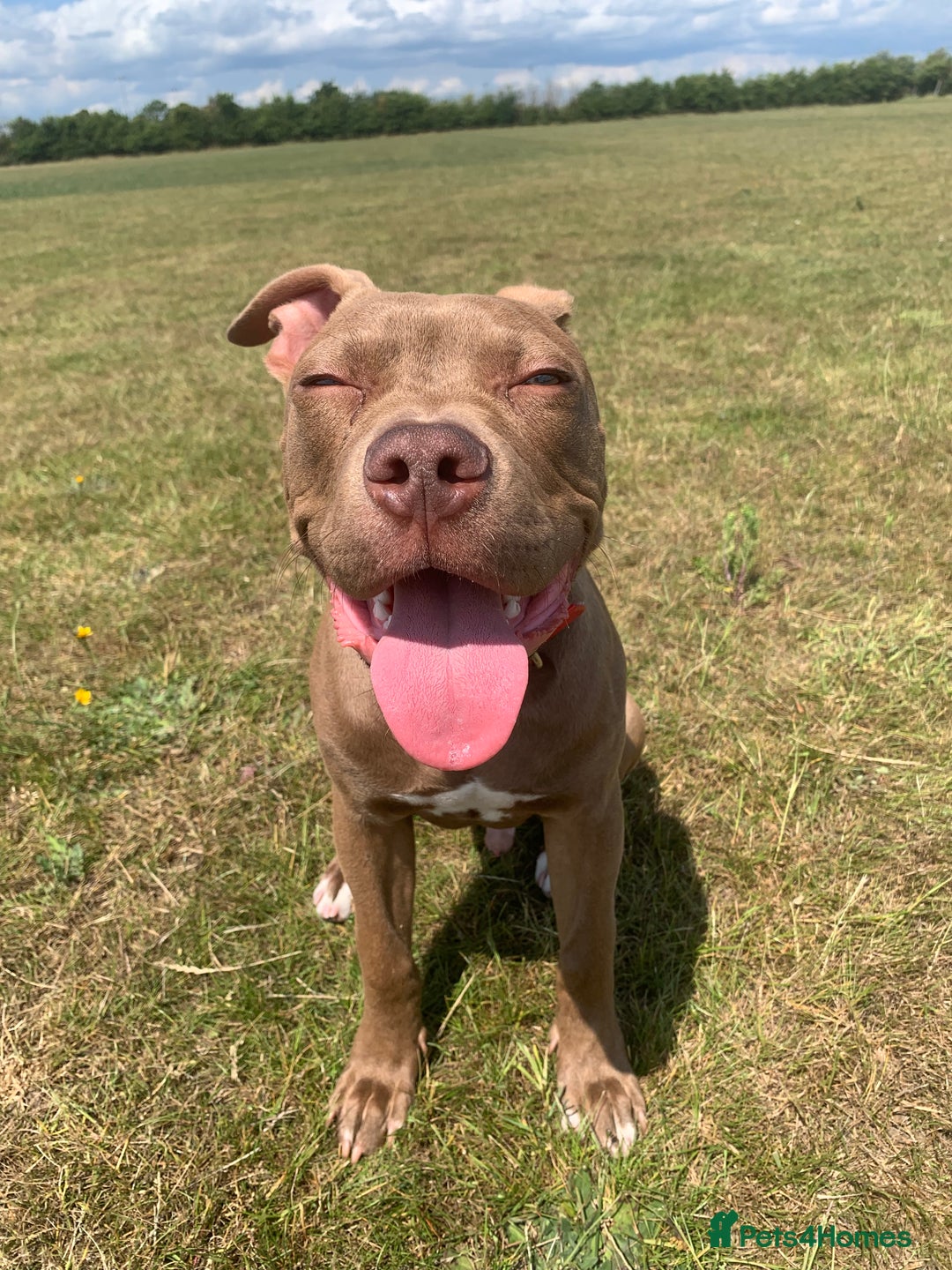 Mixed Breed dogs for sale: 8 month old pup for rehome.  - Image 4