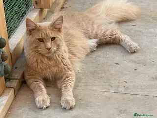 Maine Coon cats Cream Maine coon stud - Advert 13