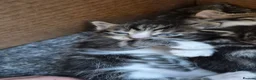 Mixed Breed cats for sale: Amazing family kittens - Advert 25