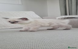 Ragdoll cats for sale: Adorable Ragdoll Kittens  - Image 13