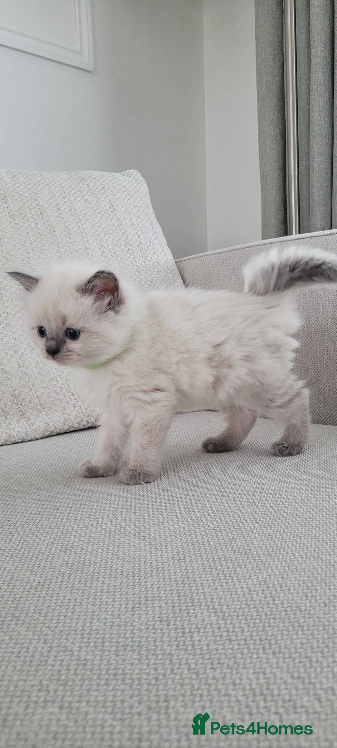 Ragdoll cats for sale: Adorable Ragdoll Kittens  - Image 13