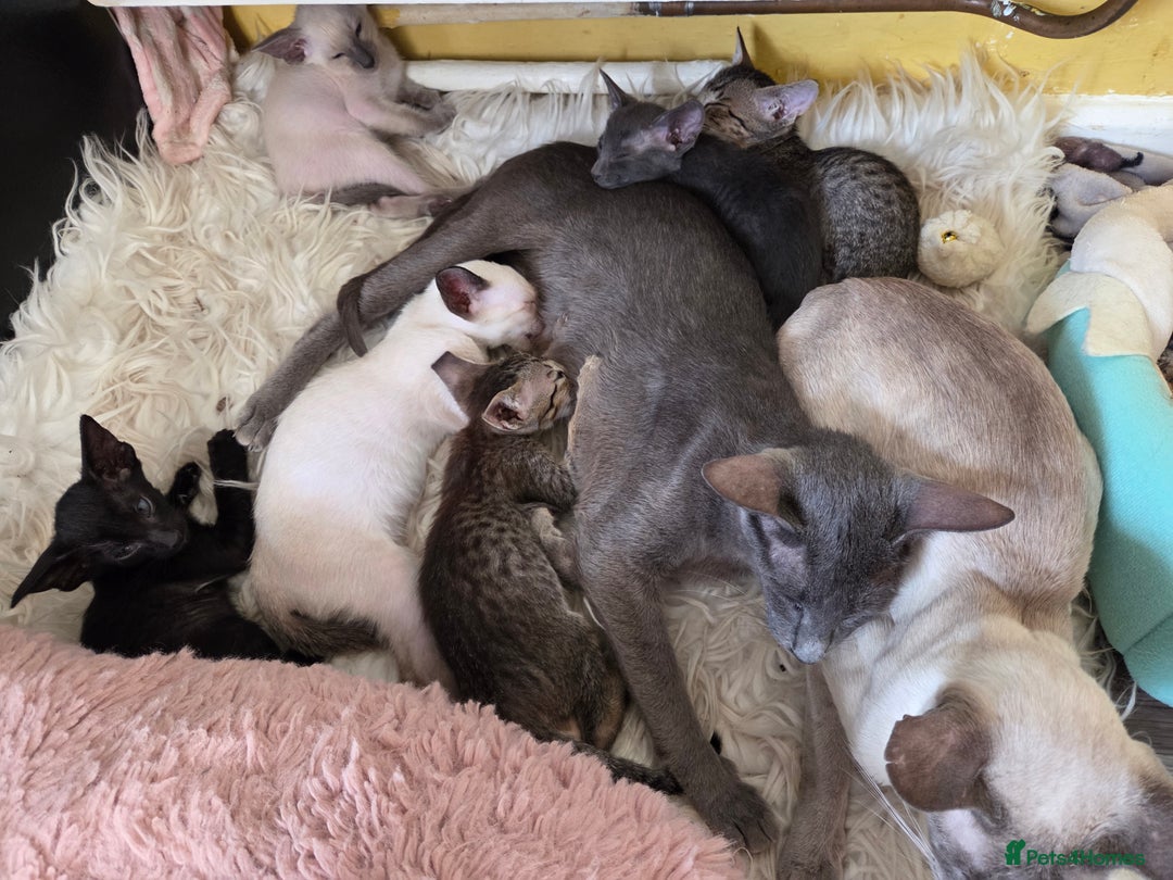 Siamese cats for sale: Siamese and Oriental Kittens  - Image 1