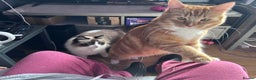 Mixed Breed cats for sale: Beautiful boy looking for a loving forever home - Advert 6