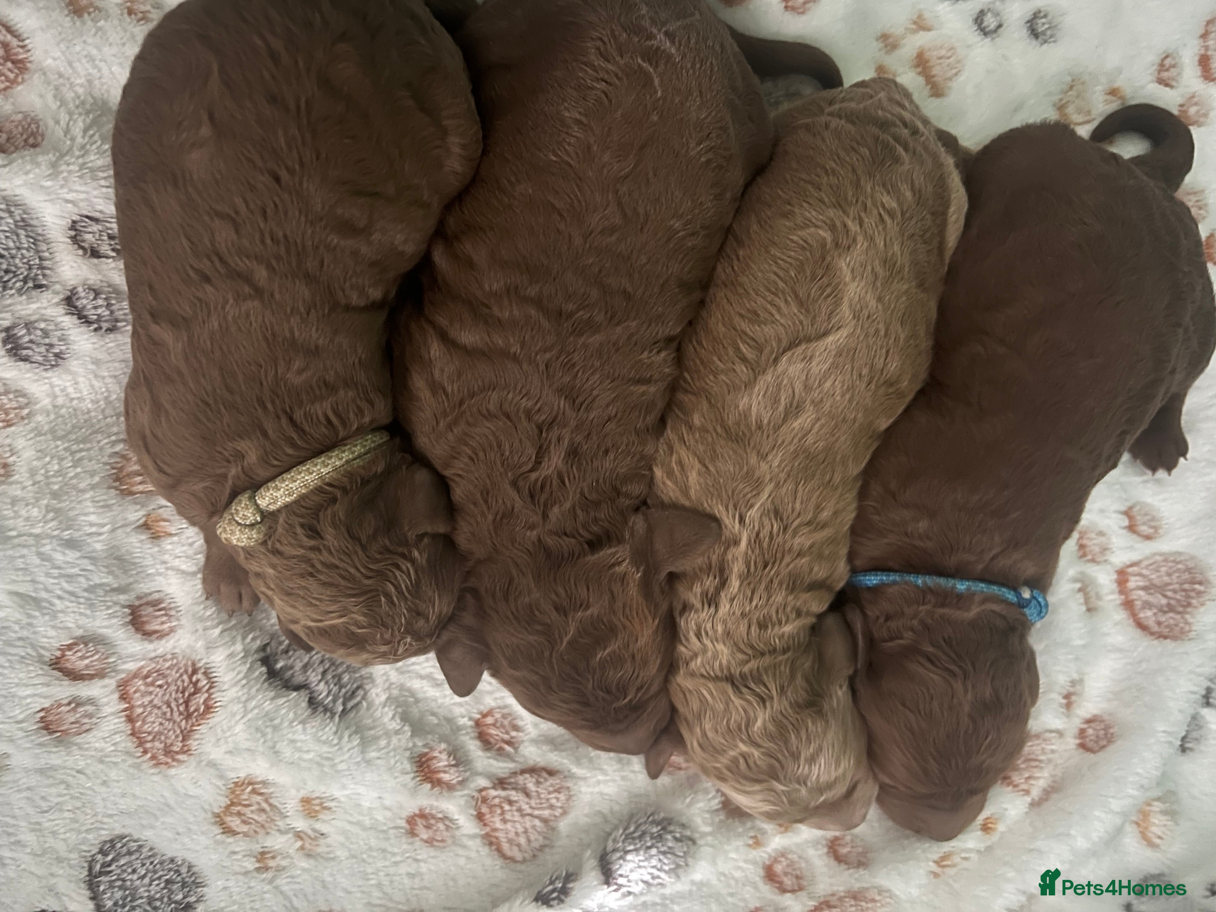 Irish Doodle dogs F1B Miniature Irishdoodles fully tested parents  - Advert 1