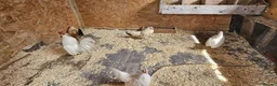 Chickens poultry for sale: 🐓 Serama Bantam Chickens & Roosters 🐓 - Advert 10