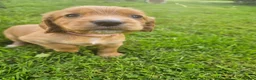 Cocker Spaniel dogs for sale: Beautiful red KC registered cocker spaniels  in Shrewsbury - Advert 2