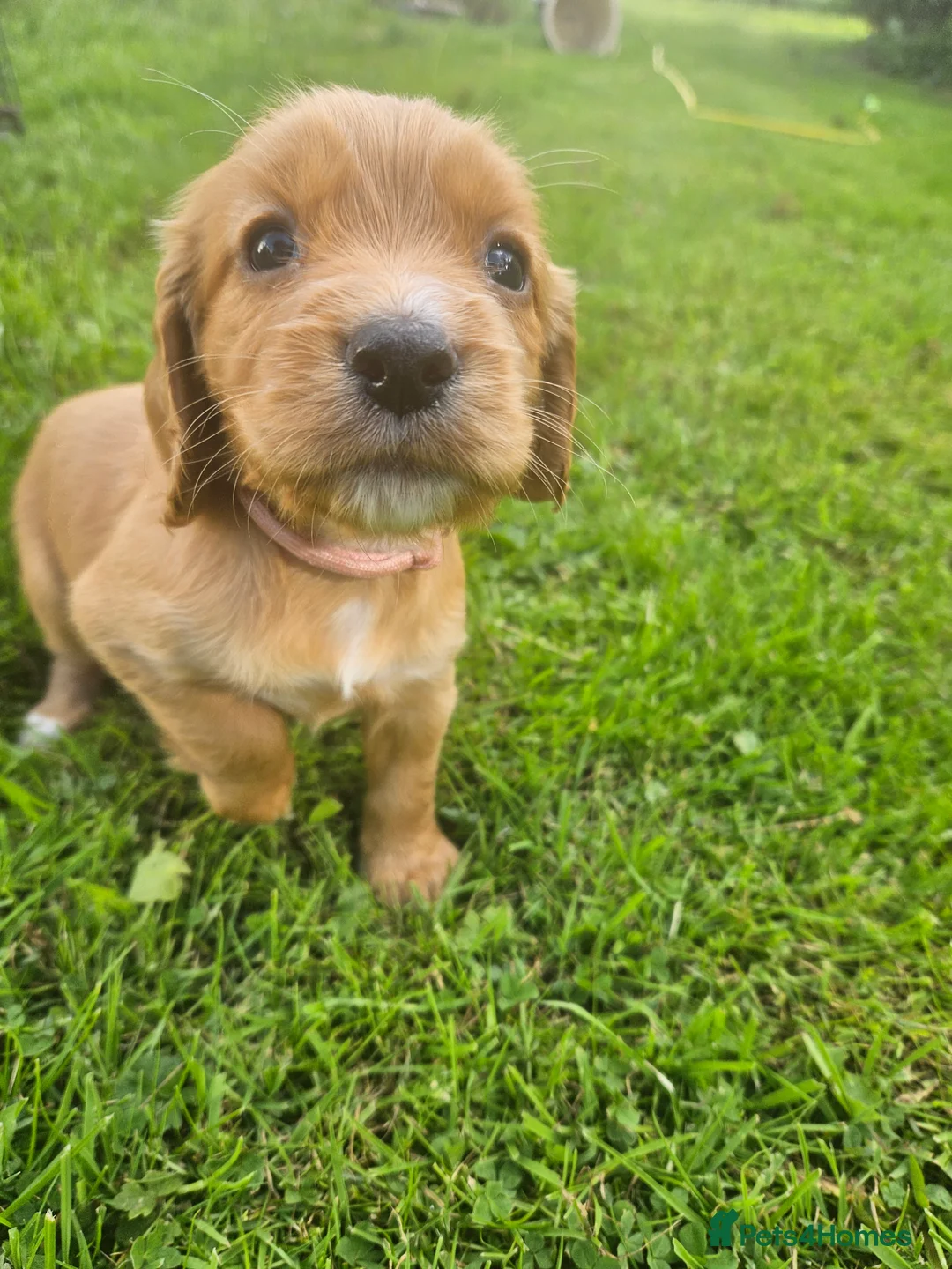 Cocker Spaniel dogs for sale: Beautiful red KC registered cocker spaniels  in Shrewsbury - Advert 2
