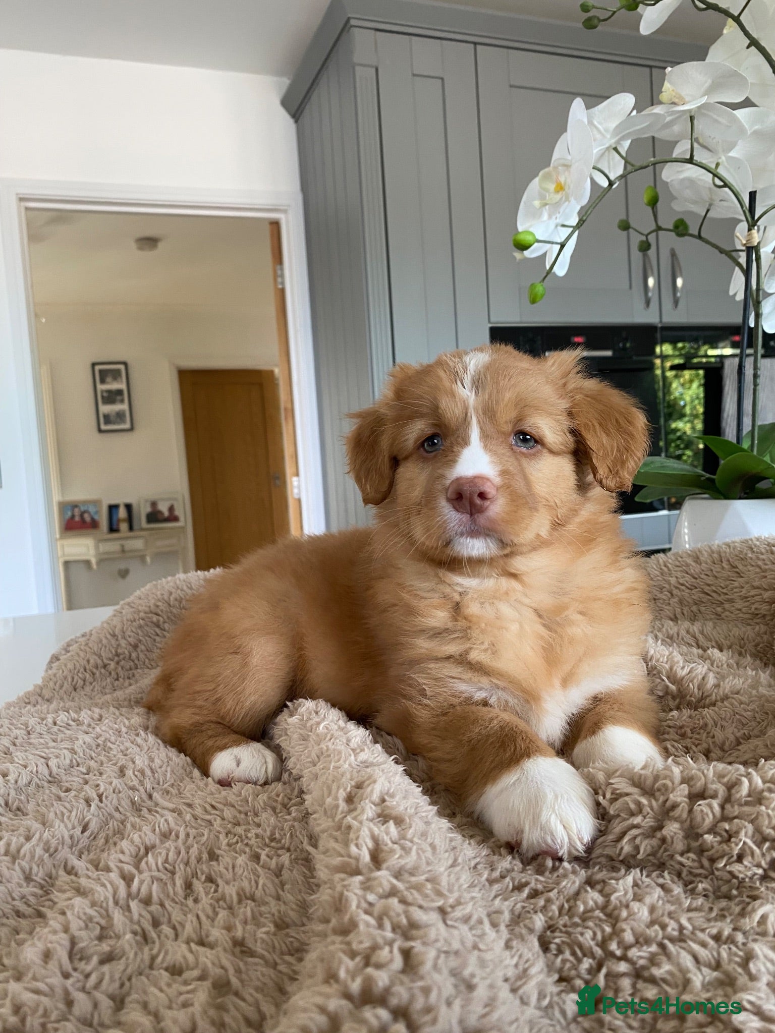 Nova Scotia Duck Tolling Retriever dogs Fantastic KC Reg Nova Scotia pups  - Advert 2