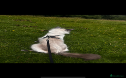 Ragdoll cats for sale: Bluepoint Ragdoll Female 🐱 - Image 5