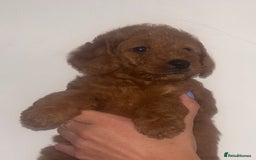 Labradoodle dogs for sale: 🐾AVAILABLE TO VIEW! - Fox Red Labradoodle Pups 🐾 - Image 26