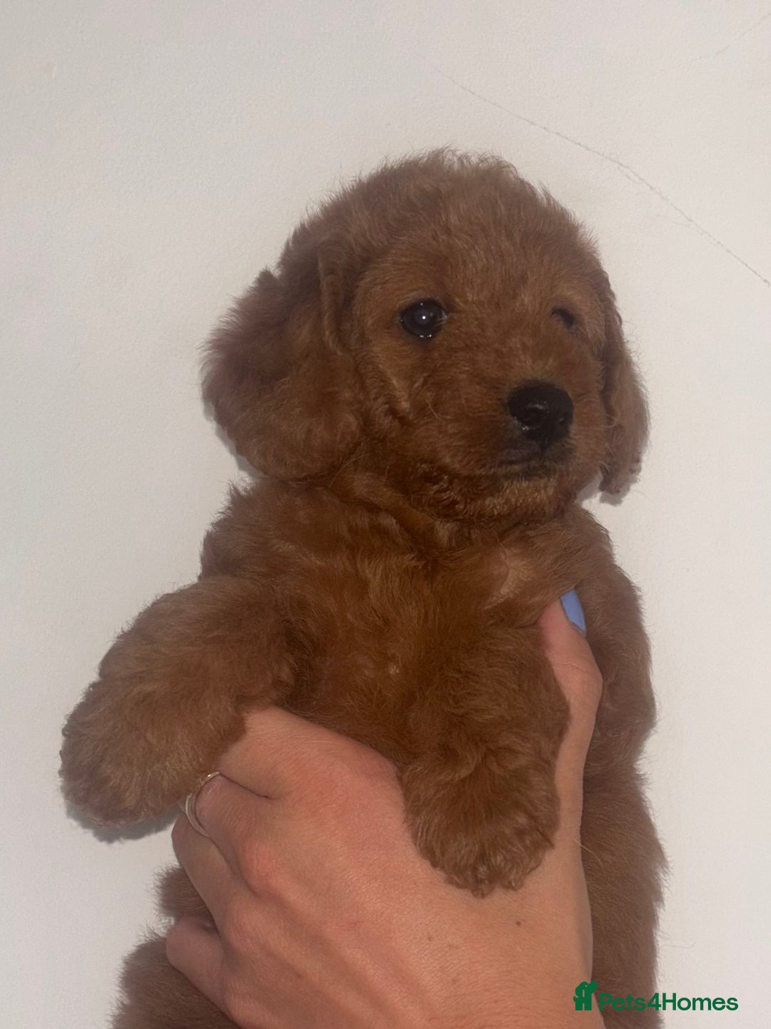 Labradoodle dogs for sale: 🐾AVAILABLE TO VIEW! - Fox Red Labradoodle Pups 🐾 - Image 26