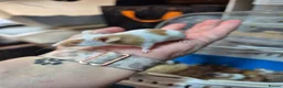 Mouse rodents for sale: Fancey Male and female mice - Advert 16