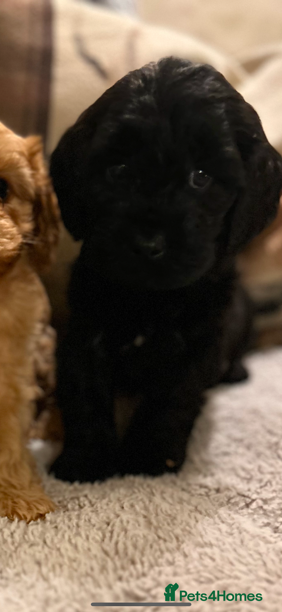 Cavapoo dogs for sale: Gorgeous Cavapoo Darlings  - Advert 4